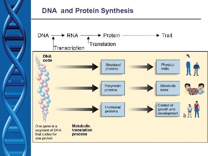 DNA and Protein Synthesis DNA and Protein Synthesis