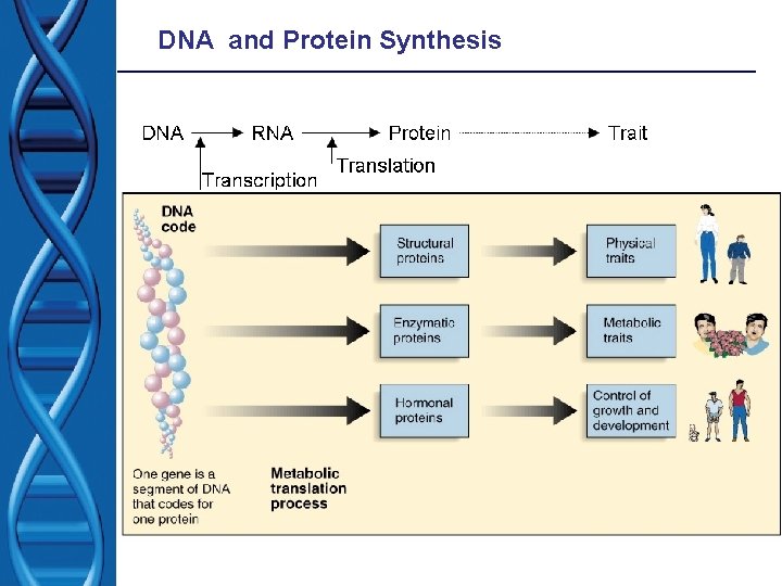 DNA and Protein Synthesis 