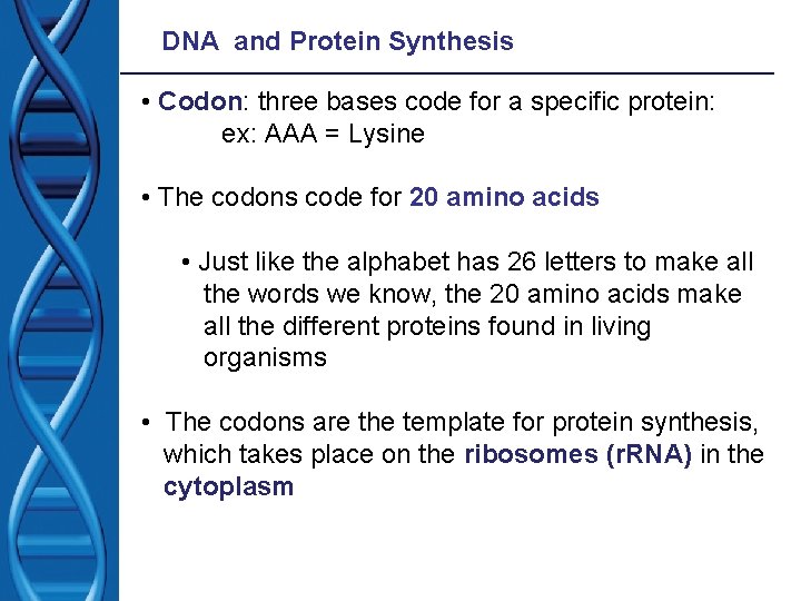 DNA and Protein Synthesis • Codon: three bases code for a specific protein: ex: