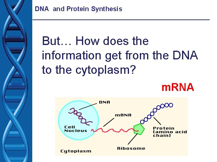 DNA and Protein Synthesis But… How does the information get from the DNA to
