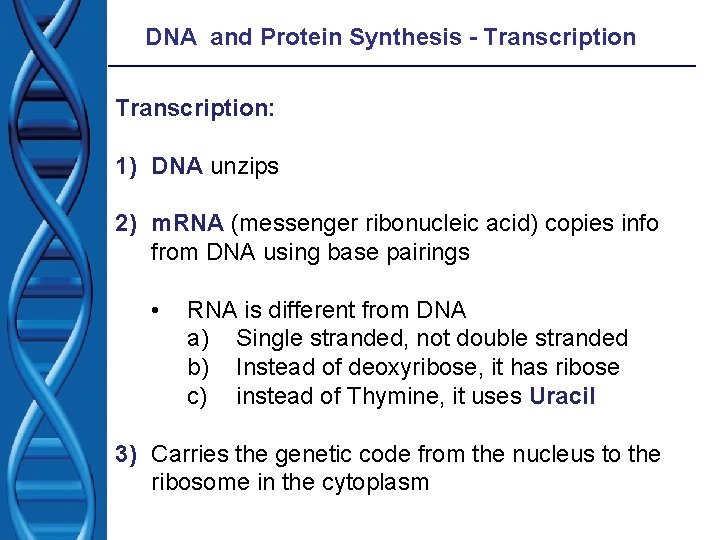 DNA and Protein Synthesis - Transcription: 1) DNA unzips 2) m. RNA (messenger ribonucleic