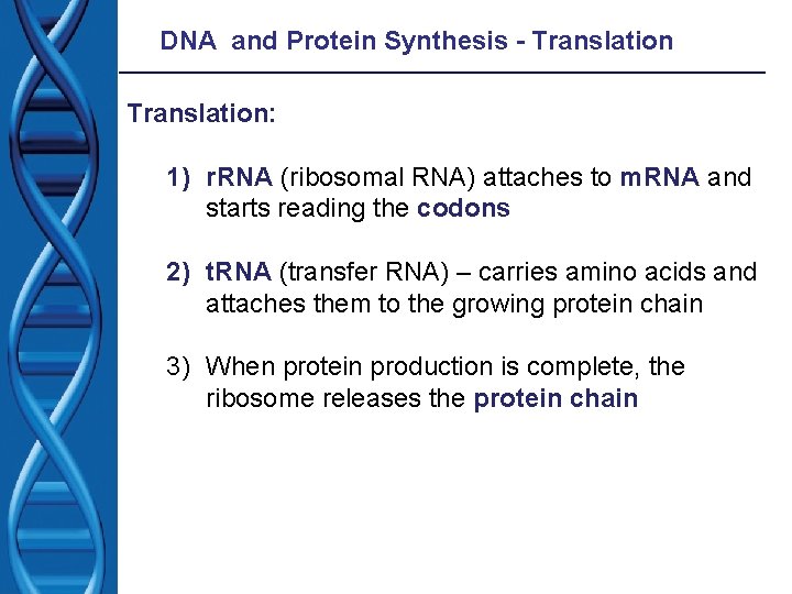 DNA and Protein Synthesis - Translation: 1) r. RNA (ribosomal RNA) attaches to m. DNA and Protein Synthesis - Translation: 1) r. RNA (ribosomal RNA) attaches to m.