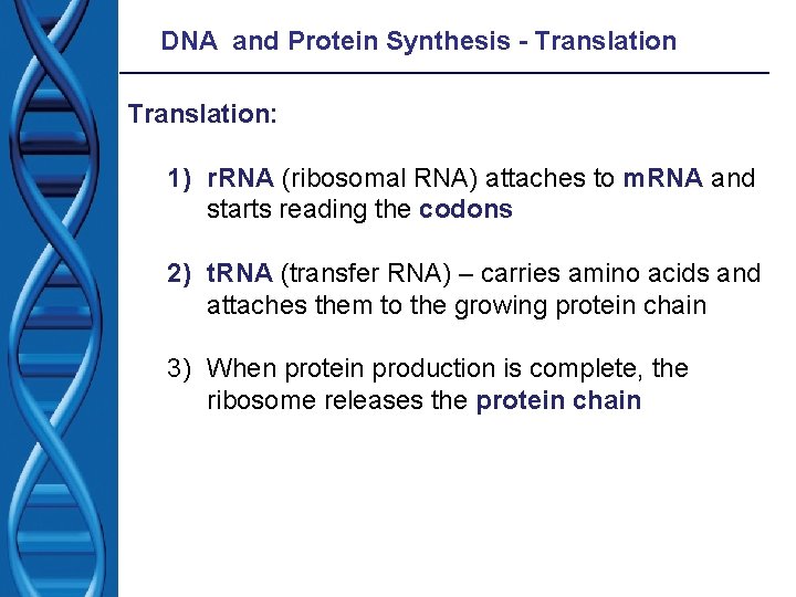 DNA and Protein Synthesis - Translation: 1) r. RNA (ribosomal RNA) attaches to m.