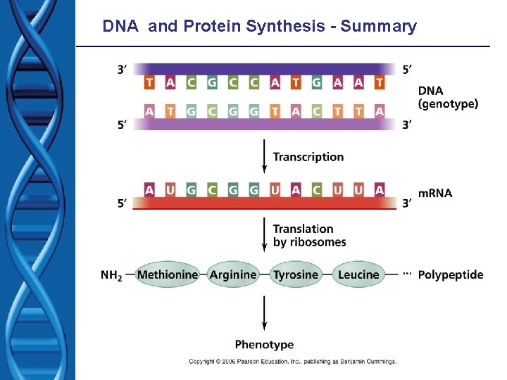 DNA and Protein Synthesis - Summary 