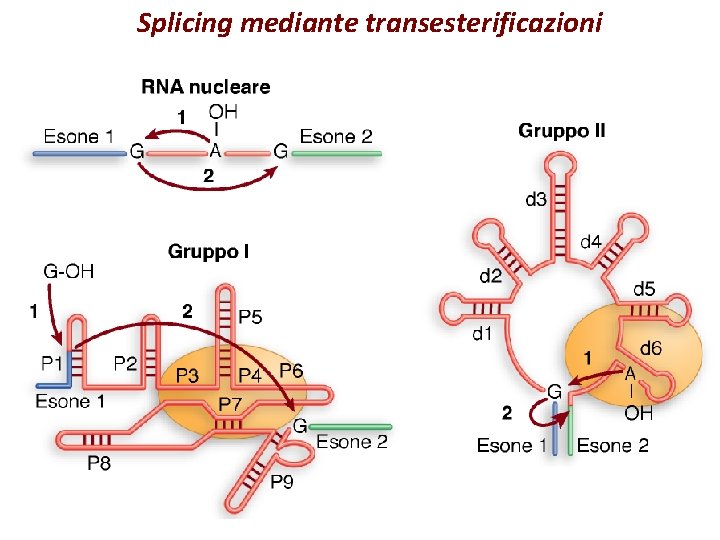 Splicing mediante transesterificazioni 