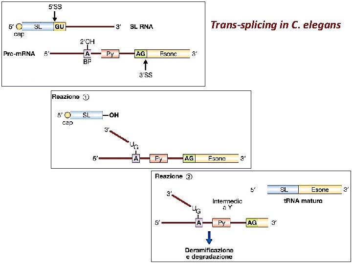 Trans-splicing in C. elegans 