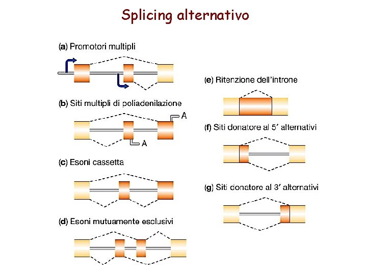 Splicing alternativo 