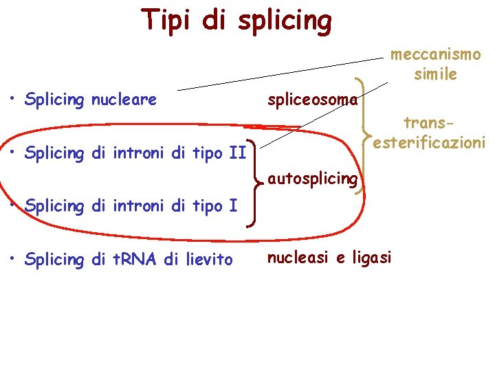 Tipi di splicing meccanismo simile • Splicing nucleare spliceosoma • Splicing di introni di