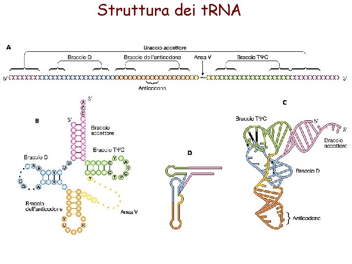 Struttura dei t. RNA 