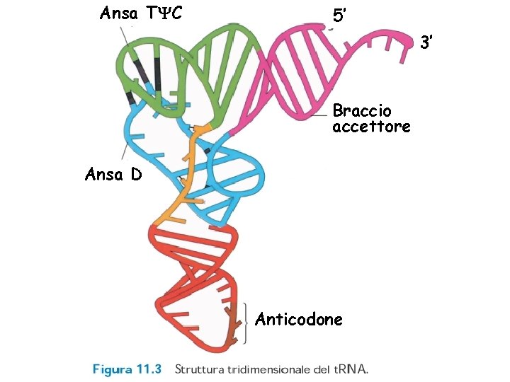 Ansa TYC 5’ 3’ Braccio accettore Ansa D Anticodone 