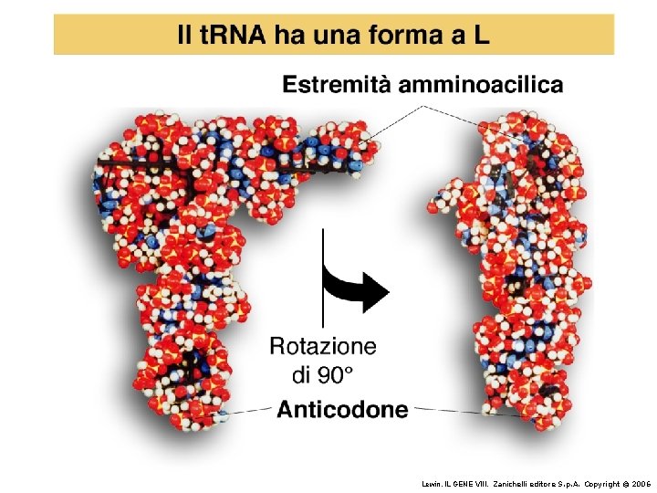 Lewin, IL GENE VIII, Zanichelli editore S. p. A. Copyright © 2006 