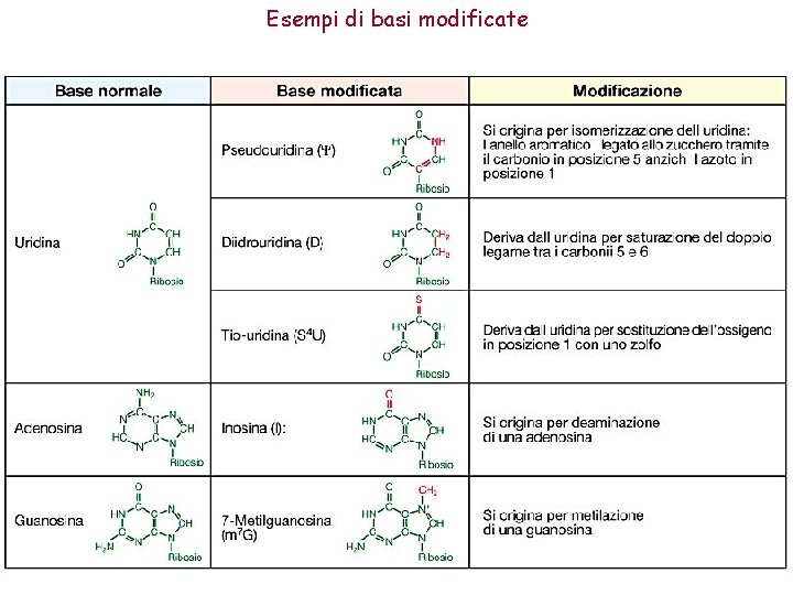 Esempi di basi modificate 