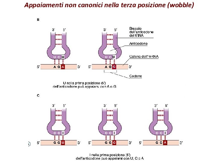 Appaiamenti non canonici nella terza posizione (wobble) U G 