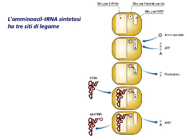 L'amminoacil-t. RNA sintetasi ha tre siti di legame 