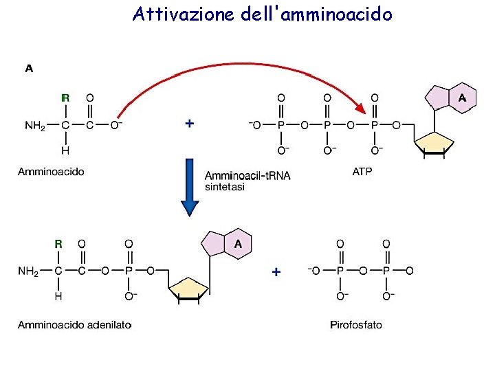 Attivazione dell'amminoacido 