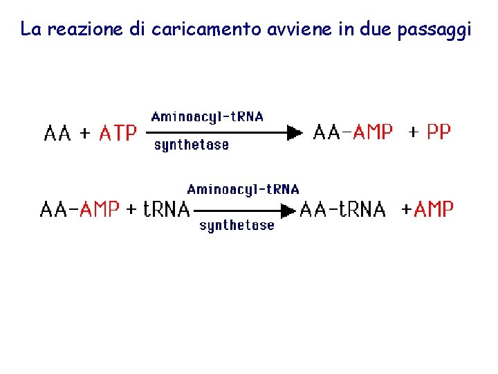 La reazione di caricamento avviene in due passaggi 