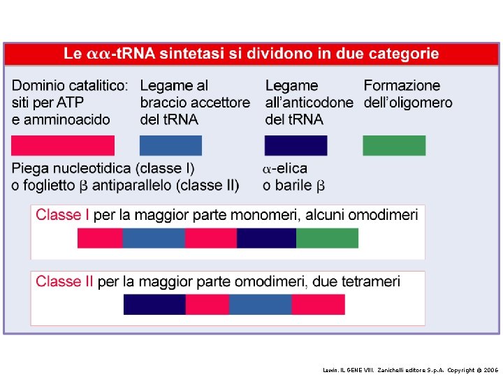 Lewin, IL GENE VIII, Zanichelli editore S. p. A. Copyright © 2006 