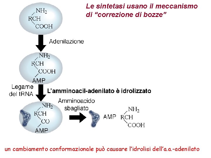 Le sintetasi usano il meccanismo di “correzione di bozze” un cambiamento conformazionale può causare