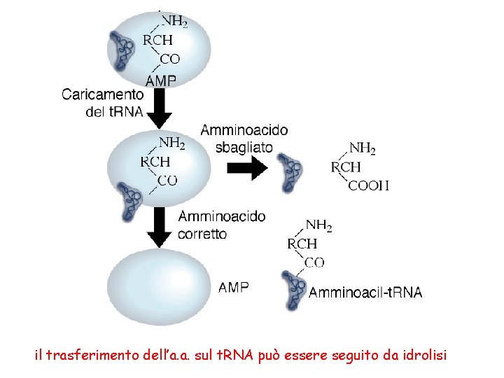 il trasferimento dell’a. a. sul t. RNA può essere seguito da idrolisi 