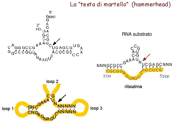 La “testa di martello” (hammerhead) A G CU CG C GC G GA C