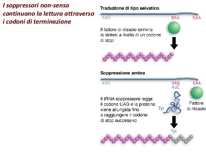 I soppressori non-senso continuano la lettura attraverso i codoni di terminazione 