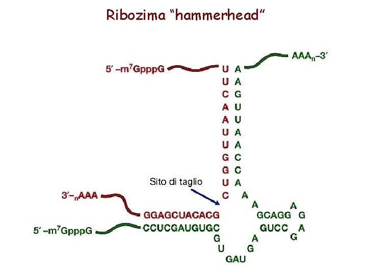 Ribozima “hammerhead” 