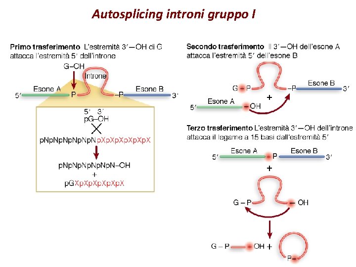 Autosplicing introni gruppo I 