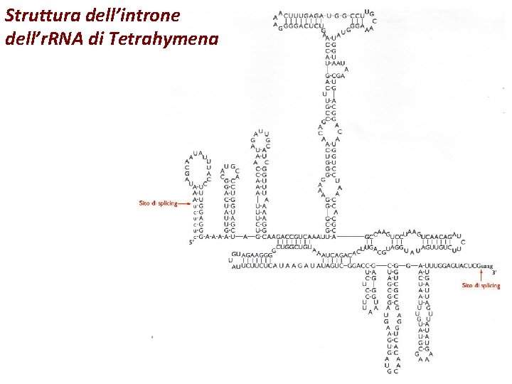 Struttura dell’introne dell’r. RNA di Tetrahymena 