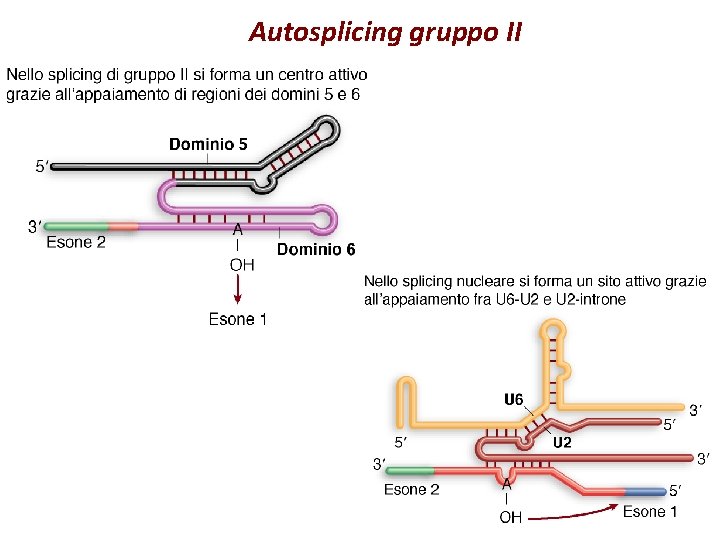 Autosplicing gruppo II 