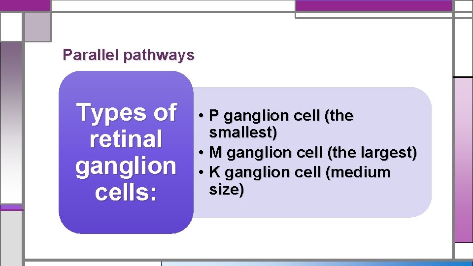Parallel pathways Types of retinal ganglion cells: • P ganglion cell (the smallest) •