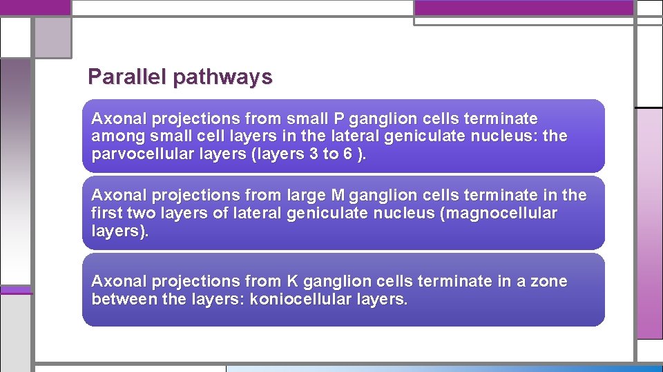 Parallel pathways Axonal projections from small P ganglion cells terminate among small cell layers