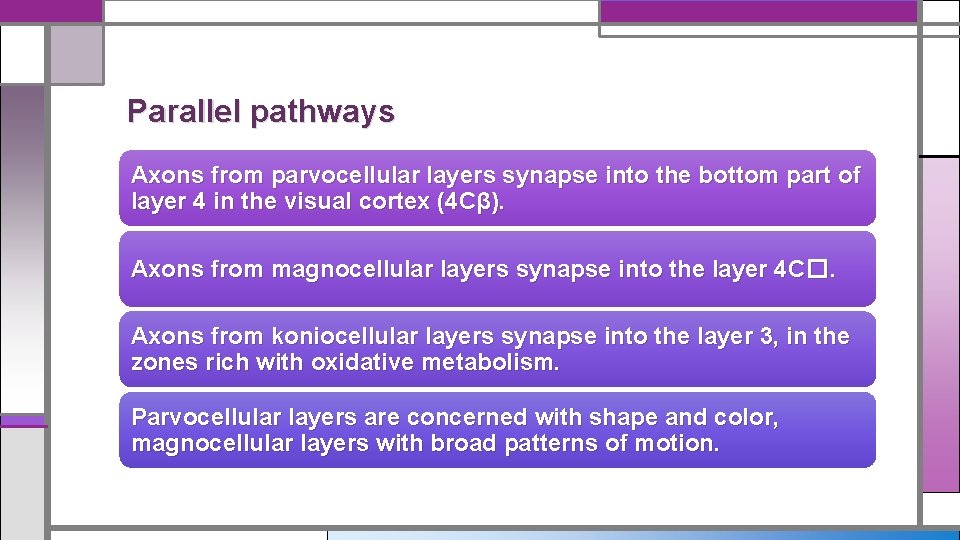 Parallel pathways Axons from parvocellular layers synapse into the bottom part of layer 4