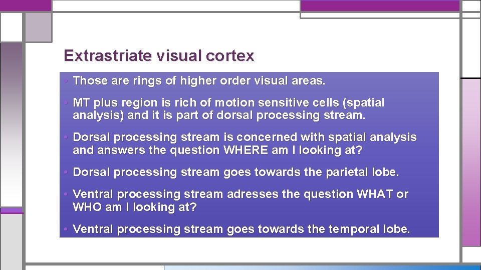 Extrastriate visual cortex • Those are rings of higher order visual areas. • MT