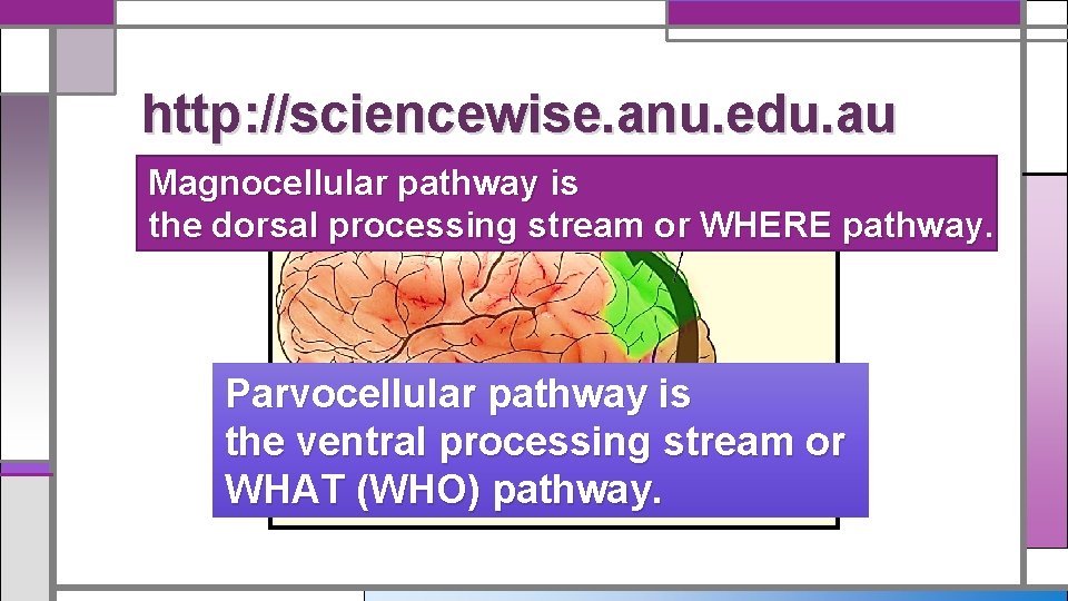 http: //sciencewise. anu. edu. au Magnocellular pathway is the dorsal processing stream or WHERE