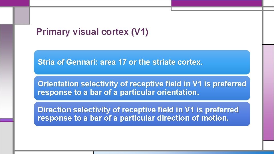 Primary visual cortex (V 1) Stria of Gennari: area 17 or the striate cortex.