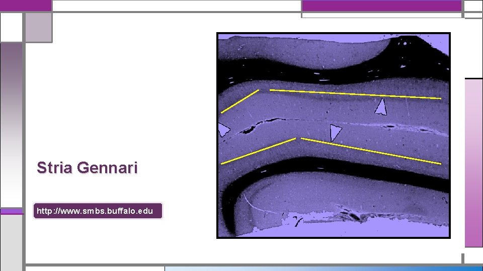 Stria Gennari http: //www. smbs. buffalo. edu 
