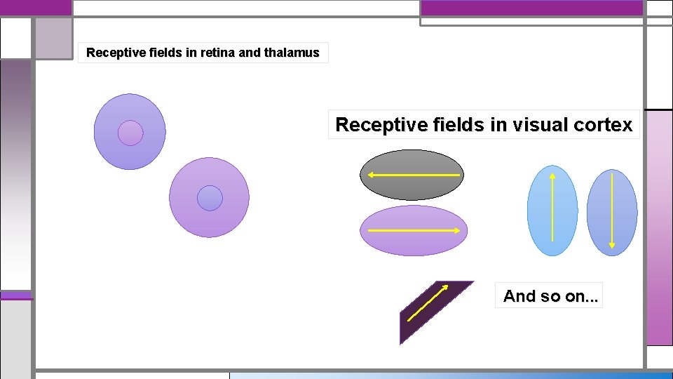 Receptive fields in retina and thalamus Receptive fields in visual cortex And so on.