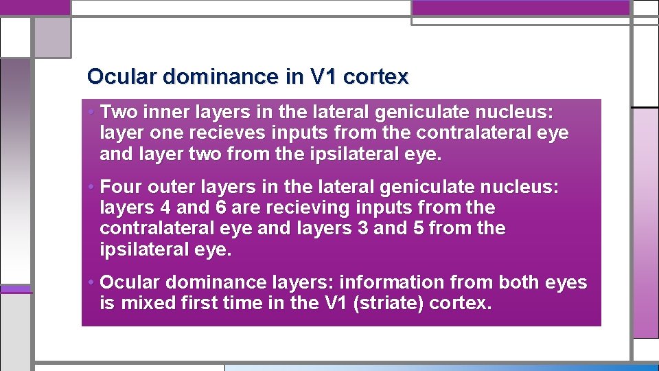 Ocular dominance in V 1 cortex • Two inner layers in the lateral geniculate
