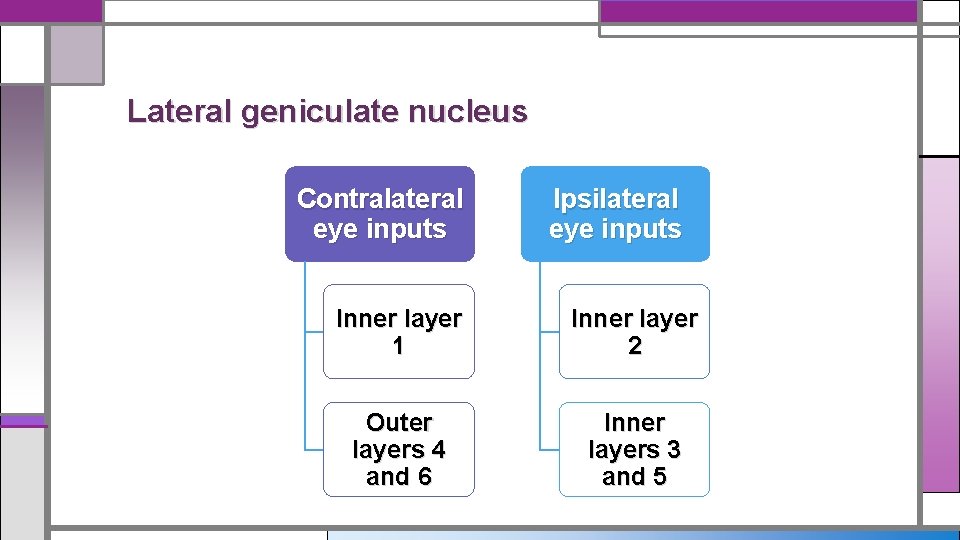 Lateral geniculate nucleus Contralateral eye inputs Ipsilateral eye inputs Inner layer 1 Inner layer