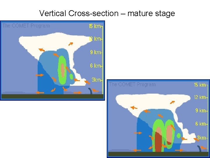 Vertical Cross-section – mature stage 