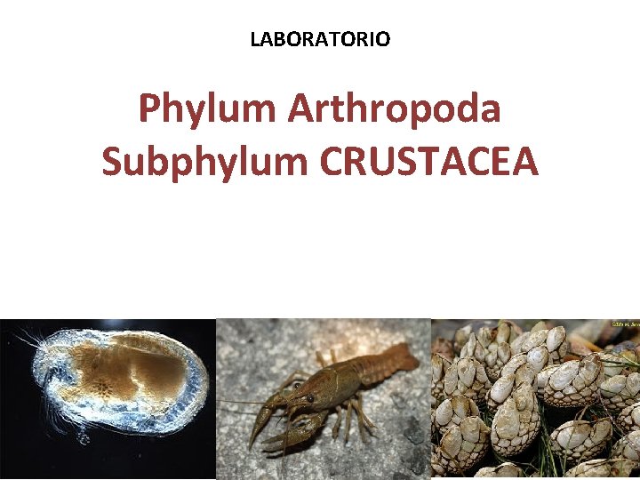 LABORATORIO Phylum Arthropoda Subphylum CRUSTACEA 