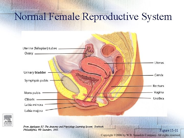 Normal Female Reproductive System From Applegate EJ: The Anatomy and Physiology Learning System: Textbook.