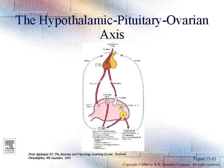The Hypothalamic-Pituitary-Ovarian Axis From Applegate EJ: The Anatomy and Physiology Learning System: Textbook. Philadelphia,