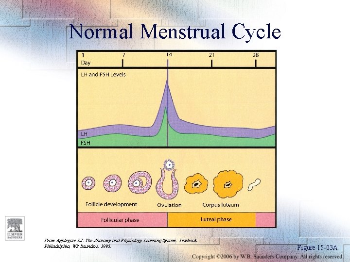 Normal Menstrual Cycle From Applegate EJ: The Anatomy and Physiology Learning System: Textbook. Philadelphia,