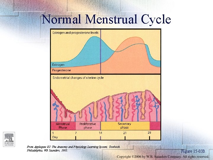 Normal Menstrual Cycle From Applegate EJ: The Anatomy and Physiology Learning System: Textbook. Philadelphia,