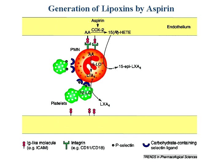 Generation of Lipoxins by Aspirin 