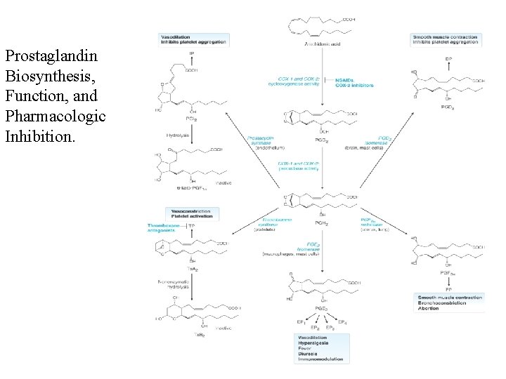 Prostaglandin Biosynthesis, Function, and Pharmacologic Inhibition. 