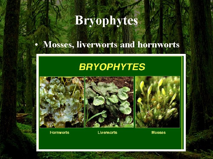 Bryophytes • Mosses, liverworts and hornworts 