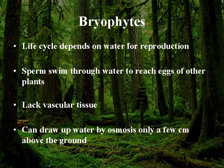 Bryophytes • Life cycle depends on water for reproduction • Sperm swim through water