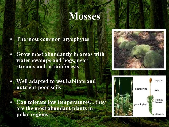 Mosses • The most common bryophytes • Grow most abundantly in areas with water-swamps